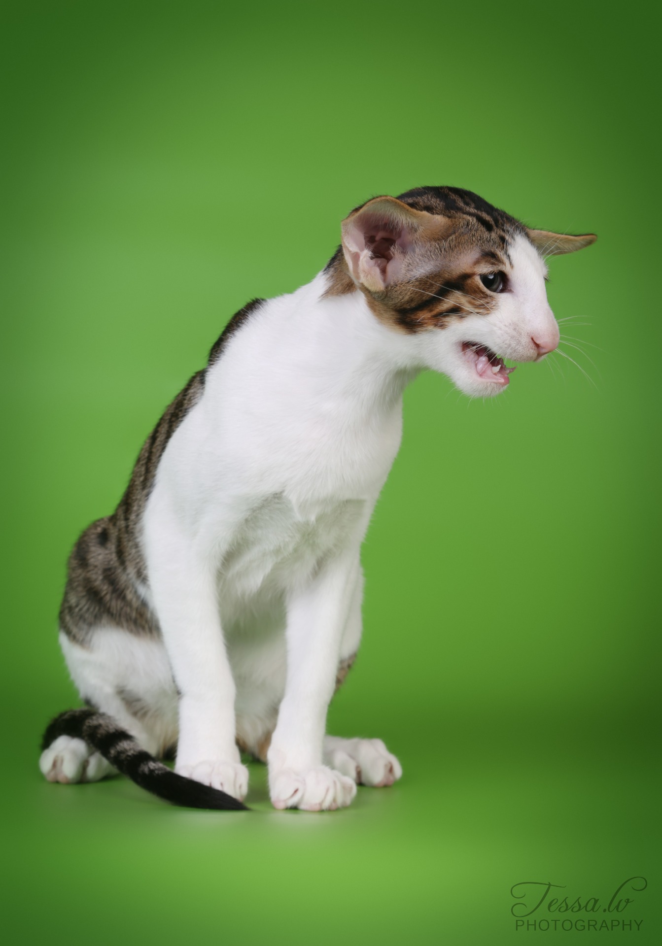 FI*Sungain Rakkaus On Ruma Sana, OSH n 03 24 (Heikki)