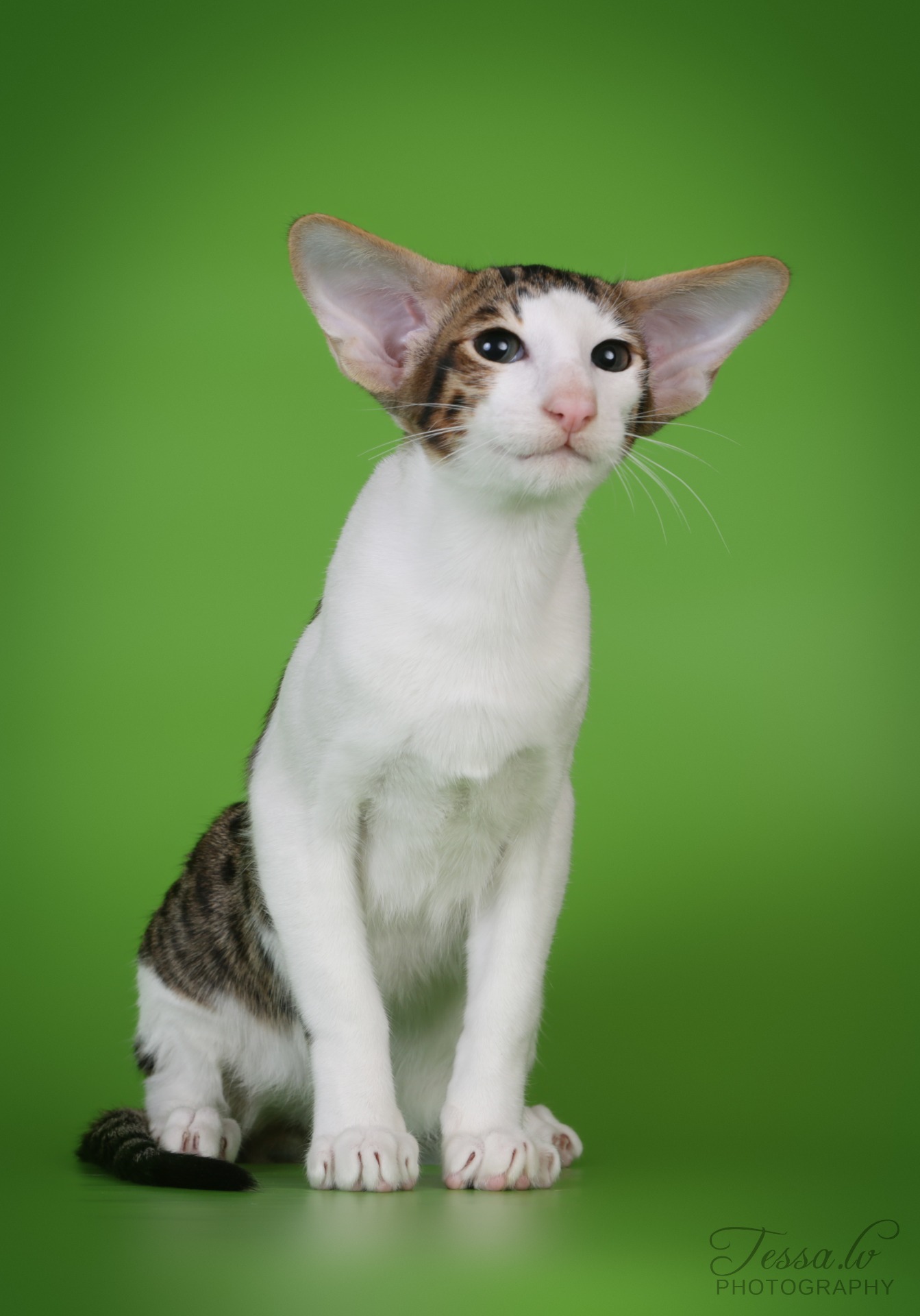 FI*Sungain Rakkaus On Ruma Sana, OSH n 03 24 (Heikki)