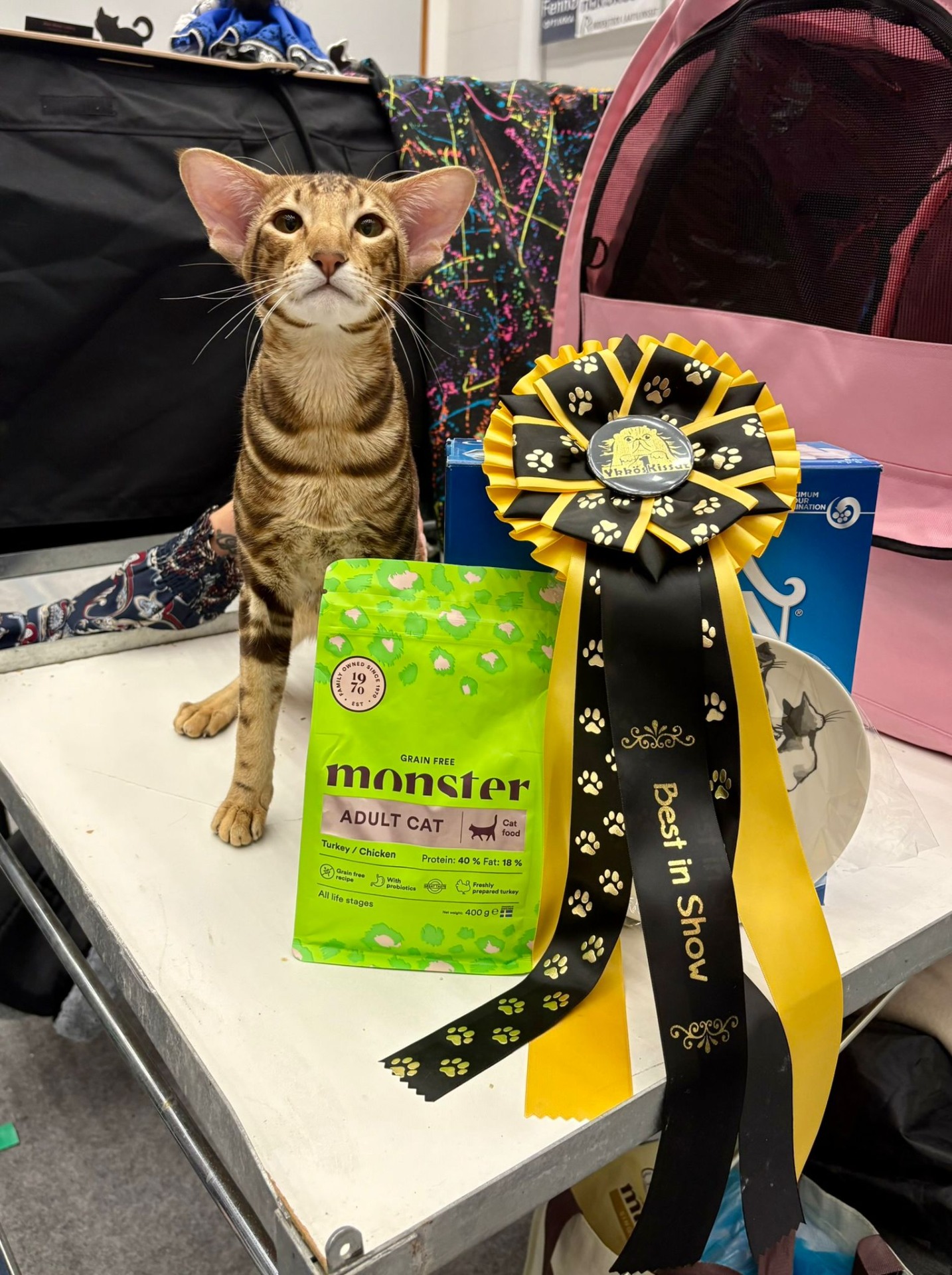 JCH KCH SE*Torparkattens Cappuccino, Kaapu